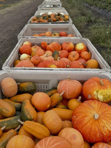 Pumpkins and gourds in bins at Blue House Farm